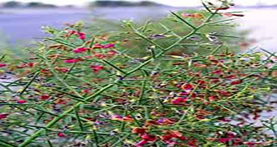 خواص خارشتر برای پروستات ؛ فواید مصرف خارشتر برای پروستات اقایان