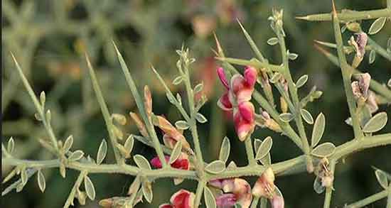 خواص خارشتر برای کبد ؛ ایا خوردن عرق خارشتر برای کبد چرب مفیده