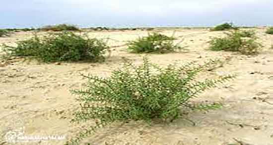 خواص خارشتر برای کلیه ؛ میزان مصرف عرق خارشتر برای سنگ کلیه