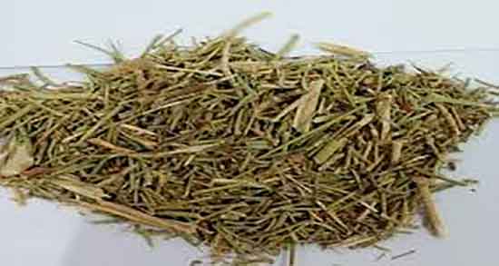 خواص خارشتر در طب سنتی ؛ فواید مصرف خارشتر از نظر طب سنتی