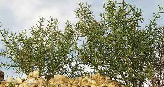 خواص خارشتر و خارخاسک ؛ فواید مصرف عرق خارشتر و خارخاسک