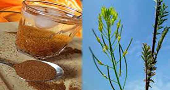 خواص خاکشیر جوشیده نی نی سایت ؛ فواید مصرف خاکشیر جوشیده چیه