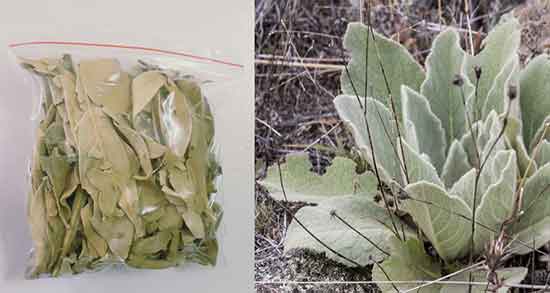 خواص خرگوشک برای ابرو ؛ خاصیت خرگوشک برای تقویت مو و ابرو