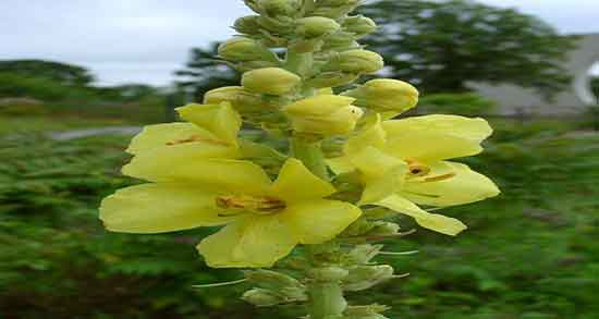 خواص خرگوشک برای رشد مو ؛ فواید خرگوشک برای رشد موی سر