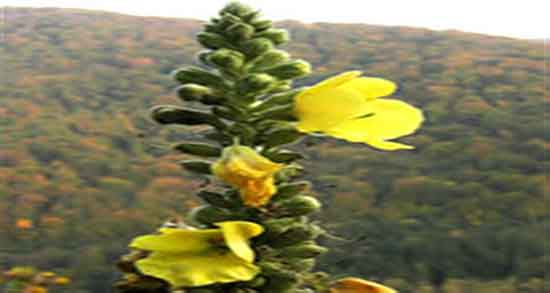 خواص خرگوشک برای ریش ؛ فواید مصرف برای تقویت ریش مردان