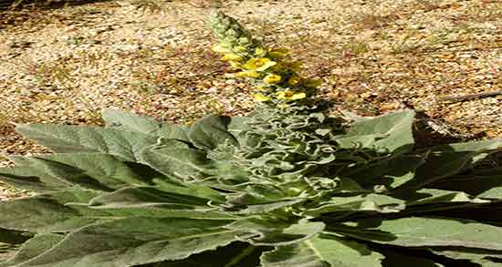 خواص خرگوشک برای مژه ؛ ایا روغن خرگوشک برای پر پشتی مژه مفیده
