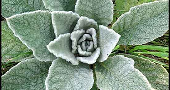 خواص خرگوشک در طب سنتی ؛ گیاه خرگوشک برای رحم در طب سنتی