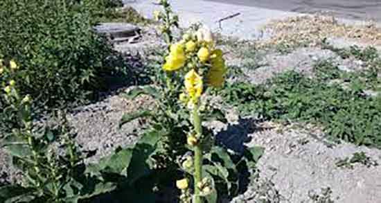 خواص دارویی گل ماهور ؛ فواید دارویی گیاه گل ماهور برای سرماخوردگی