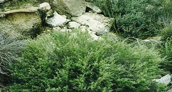 خواص درمانی آذربه ؛ فواید مصرف درمانی اذربه برای زخم معده شدید