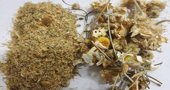 خواص درمانی بابونه تلخ ؛ همه چیز درباره خاصیت درمانی و دارویی بابونه تلخ