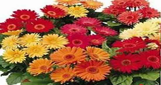 خواص درمانی برگ گل همیشه بهار ؛ خواص گل همیشه بهار برای رحم