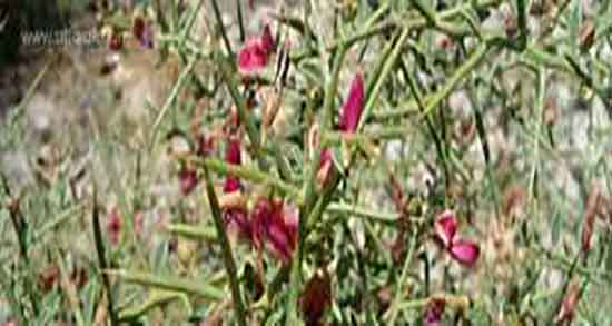 خواص درمانی خارشتر ؛ فواید درمانی ریشه خارشتر برای معده