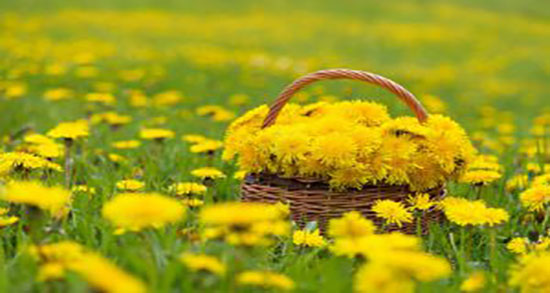 خواص درمانی ریشه قاصدک ؛ خاصیت درمانی ریشه قاصدک برای بدن