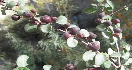 خواص درمانی شیرخشت ؛ فواید مصرف شیر خشت برای درمان التهاب پوست خواص درمانی شیرخشت ؛ فواید مصرف شیر خشت برای درمان التهاب پوست