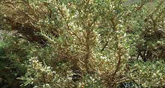 خواص درمانی گزانگبین ؛ فواید درمانی عسل گزانگبین برای عفونت