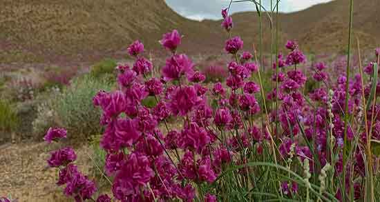 خواص درمانی گل اروانه ؛ فواید درمانی گل اروانه برای نفخ شکم نوزادان