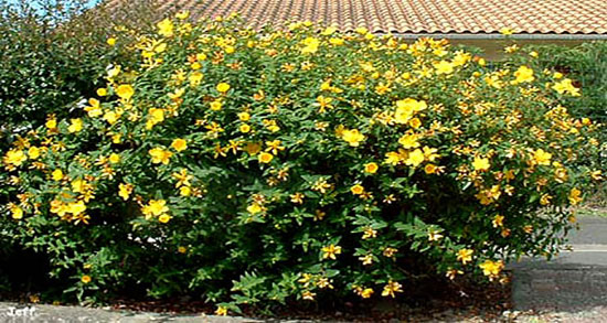 خواص درمانی گیاه علف چای ؛ فواید درمانی گیاه علف چای برای اعصاب