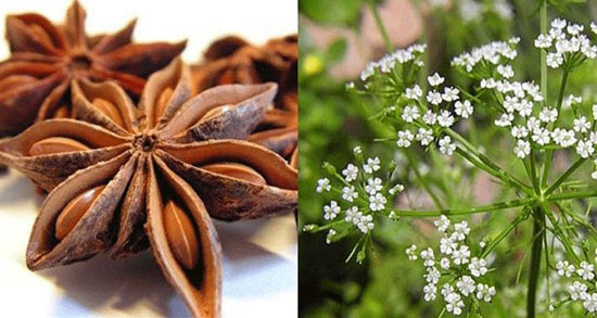 خواص دمنوش انیسون در بارداری ؛ خوردن دمنوش انیسون در حاملگی