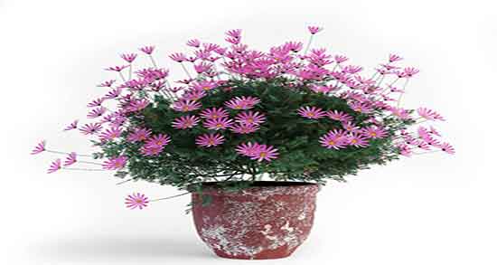 خواص دمنوش بابونه برای لاغری ؛ ایا دمنوش بابونه برای کاهش وزن مفیده