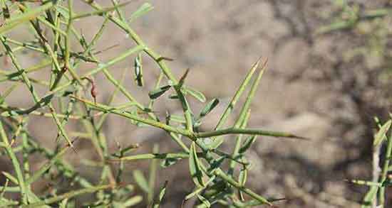 خواص دمنوش خارشتر ؛ فواید مصرف دمنوش گل خارشتر برای پروستات