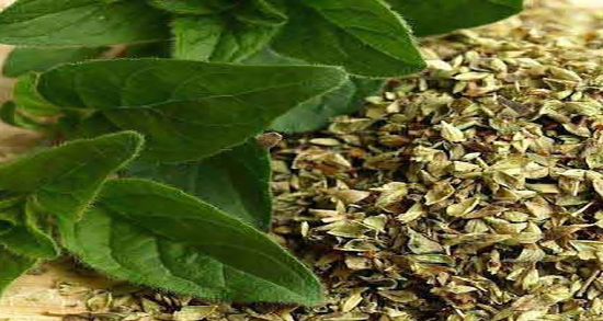 خواص دمنوش سیم اوتی ؛ فواید مصرف دمنوش سیم اوتی برای عفونت ریه
