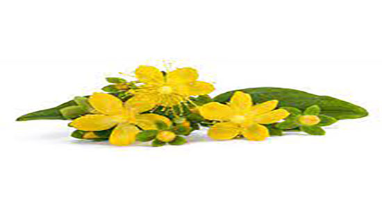 خواص دمنوش علف چای ؛ فواید مصرف دمنوش علف چای برای سنگ کلیه