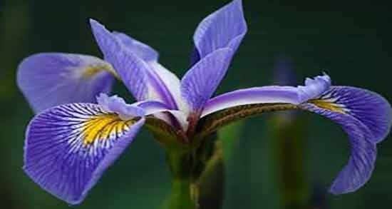 خواص روغن زنبق برای پوست ؛ استفاده از روغن زنبق برای التهاب پوست