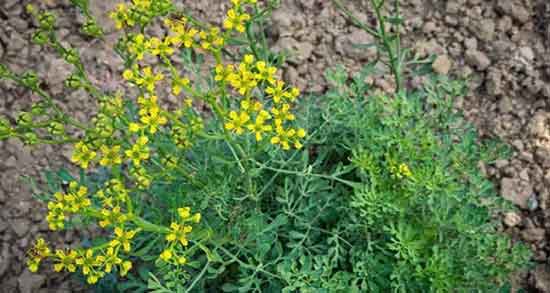 خواص روغن سداب برای گوش ؛ خاصیت مصرف روغن سداب برای درد گوش