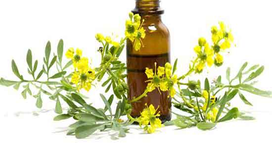 خواص روغن سداب در طب اسلامی ؛ مصرف روغن سداب در طب اسلامی