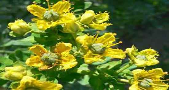 خواص روغن سداب چیست ؛ فواید روغن گیاه سداب همراه با روغن زیتون