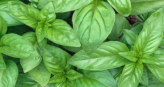 خواص ریحان برای رحم و عفونت و کرونا و قلب در طب سنتی و مضرات ریحان