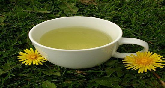 خواص ریشه قاصدک برای چاقی ؛ فواید داروی گیاهی برای چاقی کل بدن