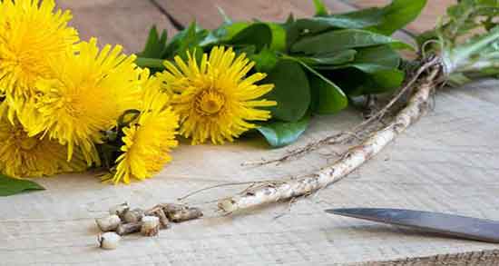 خواص ریشه قاصدک برای چی خوبه و باردار شدن در طب سنتی