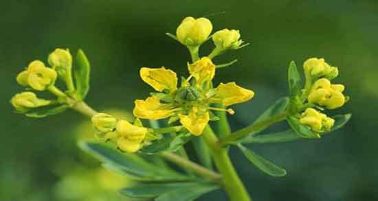 خواص سداب برای قاعدگی ؛ ایا سداب برای تسکین درد قاعدگی خوبه