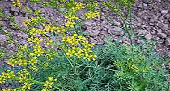 خواص سداب برای لاغری ؛ فواید مصرف سداب برای کاهش چربی شکم
