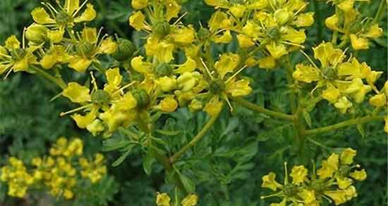 خواص سداب در طب اسلامی و خواص گیاه سداب برای سنگ کلیه و جن خواص سداب در طب اسلامی و خواص گیاه سداب برای سنگ کلیه و جن