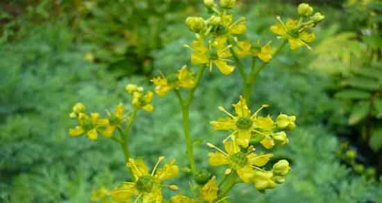 خواص سداب در طب سنتی ؛ ایا خوردن سداب ار نظر طب سنتی مفیده