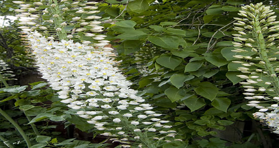 خواص سریش برای مو ؛ خاصیت گیاهی سریش برای تقویت موی سر