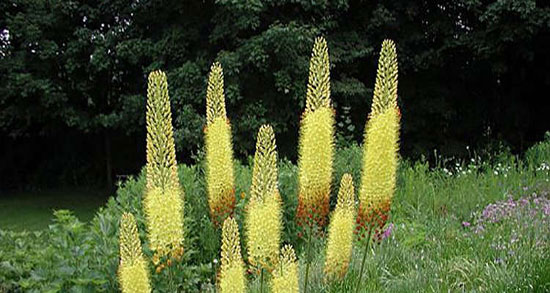 خواص سریش گیاهی ؛ فواید مصرف سریش گیاهی برای درمان سنگ کلیه