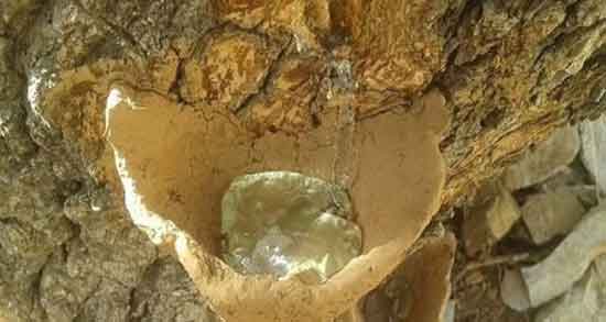 خواص سقز برای کبد ؛ خاصیت مصرف سقز برای چربی سوزی کبد