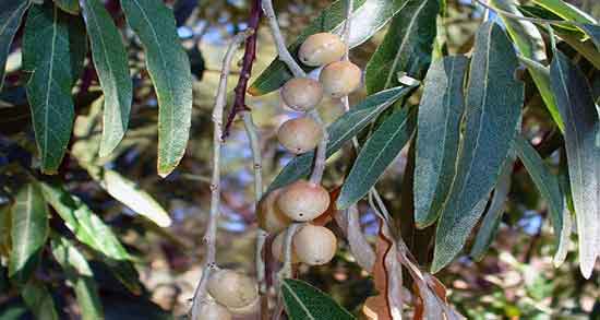 خواص سنجد برای باردار شدن ؛ خاصیت خوردن سنجد برای باردار شدن زنان