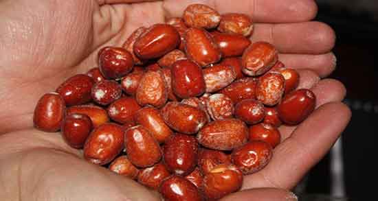 خواص سنجد در ناباروری ؛ فواید پودر سنجد در دوران ناباروری زنان