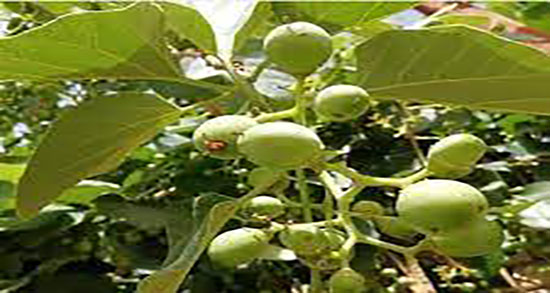 خواص سپستان برای دیابت ؛ فواید مصرف سپستان برای کنترل قند خون