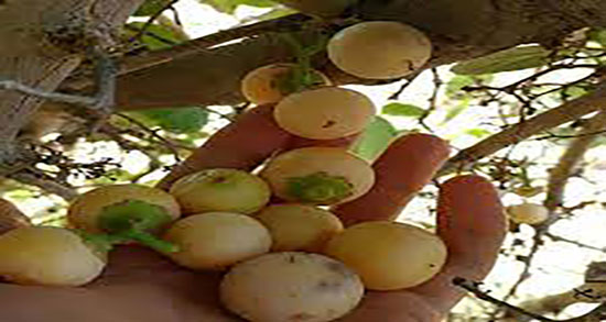 خواص سپستان برای ریه ؛ خاصیت سپستان برای درمان عفونت ریه