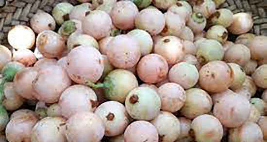 خواص سپستان برای سرفه ؛ فواید مصرف سپستان برای درمان سرفه