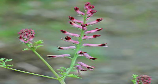 خواص سیخ شاتره برای نوزادان ؛ مصرف سیخ شاتره برای نفخ شکم نوزادان
