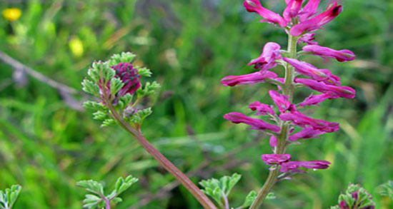 خواص شاتره برای خارش پوست ؛ ایا شاتره برای کاهش خارش پوست مفیده خواص شاتره برای خارش پوست ؛ ایا شاتره برای کاهش خارش پوست مفیده