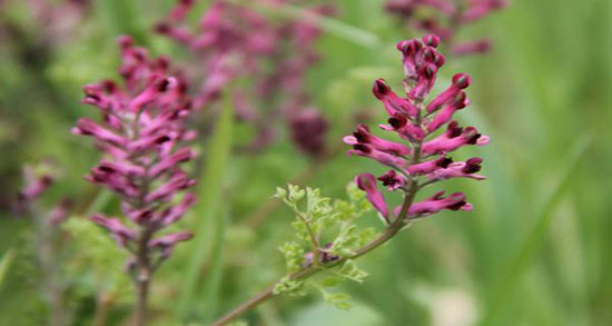 خواص شاتره برای پوست ؛ فواید مصرف عرق شاتره برای پوست و مو