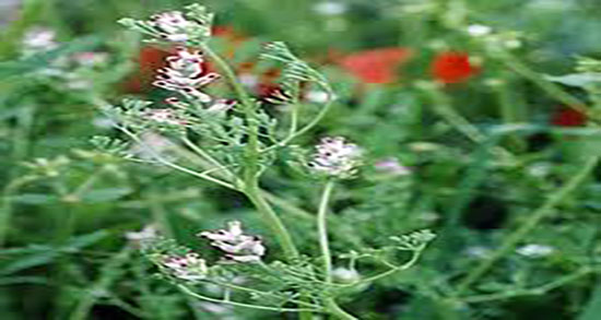 خواص شاتره در طب سنتی ؛ فواید مصرف عرق شاتره از نظر طب سنتی