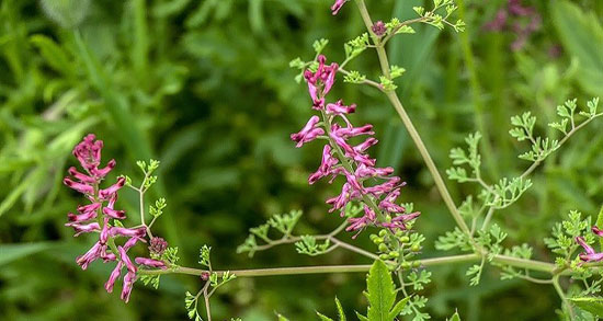 خواص شاتره و کاسنی ؛ خاصیت مصرف شاتره برای لاغری و چربی سوزی